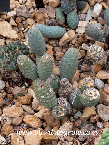 Pine Cone Cactus (Tephrocactus articulatus) 
The oblong sausage like cylindrical stem sections will detach, fall to the ground and root.
